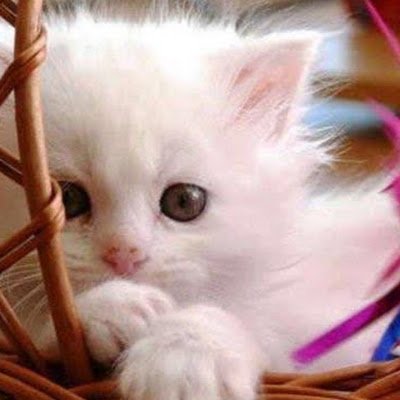 AliHaider112841's profile picture. 