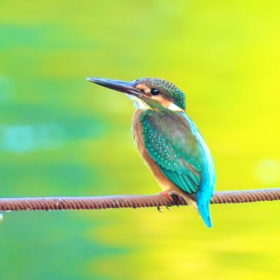 なぎです。 閲覧していただきありがとうございます😊 野鳥観察は2023年初頭頃から始めました。皆さんと一緒に野鳥の知識を深めたらと思います🐥 インスタとYouTubeもやっておりますのでどうぞよろしくお願いします  【Instagram】https://t.co/2QzXqxFcA2