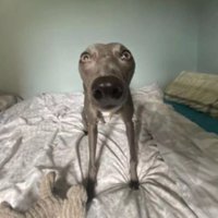 🫡︎ (@gizmobly) 's Twitter Profile