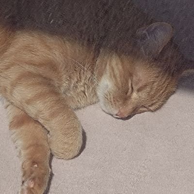 mitianyu2689's profile picture. 燃えるような恋がしたい