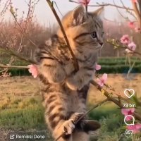 Sweet cats 🐱 (@sweettcatss) 's Twitter Profile