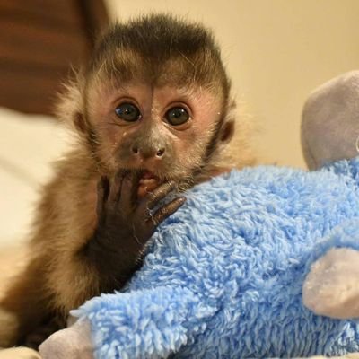 Capuchins are adorable creatures
pets are so adorable
I train and give them out for adoption.