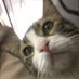 angry@cat:~$ cat /etc/resolv.conf (@s0x3e7) Twitter profile photo