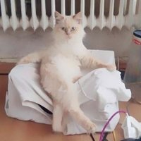 Sconez😼ꉆꃔ (@sconez88) 's Twitter Profile Photo Sconez😼ꉆꃔ (@sconez88) 's Twitter Profile Photo