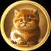 Baby Cat Coin (@babycat_OGDEV) Twitter profile photo