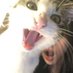 猫 (@_neco125) Twitter profile photo 猫 (@_neco125) Twitter profile photo
