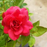 Amazon JP (アマゾンジャパン) (@amazonjp246011) Twitter profile photo