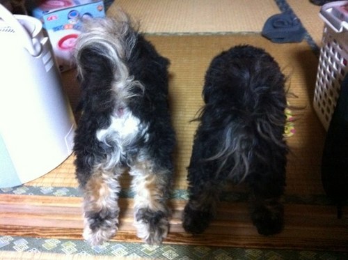 基本 アホ たまに真面目