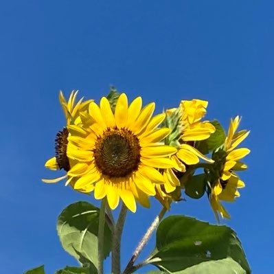 yukaxperia's profile picture. 2023年11月に診断されました。多発性硬化症って何？って思ってました。でも年末に再発をしてしまってほとんど歩けないくらいになってしまいました。パルス療法で今は歩けています。
心暖かい皆様に本当に感謝です。同じ病の方々と分かちあえるのが嬉しいです。ケシンプタ使っています。無言フォローすみません。