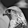 zwn_oe's profile picture. أستغفر الله