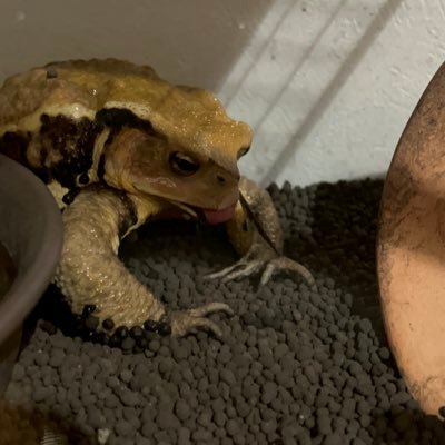 ch3chohcooh_'s profile picture. モラトリアムはこれっきり