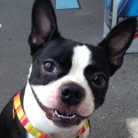 Q the 犬飼 (@qq_builder) 's Twitter Profile Photo Q the 犬飼 (@qq_builder) 's Twitter Profile Photo