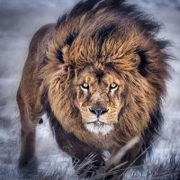 Shahid Afridi (@ishahid_111) 's Twitter Profile