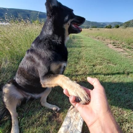 Make Bots Great Again!
The rural quiet life in the mountains of #NewMexico. GOP for 45 years, now #Independent #Kennedy . #Airbnb #Dogs