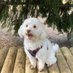 @BarneyTheCockapoo (@barns2019) Twitter profile photo @BarneyTheCockapoo (@barns2019) Twitter profile photo