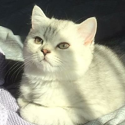 katafutae_myg's profile picture. 열심히 하겠습니다