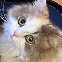 ちお (@343rice) 's Twitter Profile