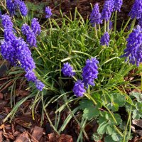 purpleflowers are beautiful (@gladys64387375) 's Twitter Profile Photo purpleflowers are beautiful (@gladys64387375) 's Twitter Profile Photo