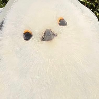 kjyn__ho7's profile picture. 🏠🍵😻🎮