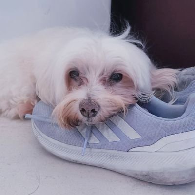 I'm a Beautiful / Lindo Maltese Pup of 15 yrs old named Angel!!!! And I WILL never die! 💜😂