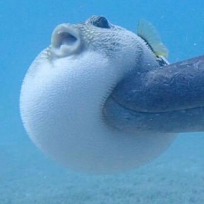 mama_no_geboku's profile picture. 