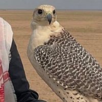 ع (@qqqa_37) 's Twitter Profile