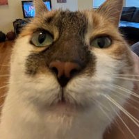 ethan(@catmom2001) 's Twitter Profile Photo