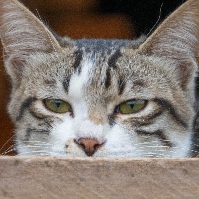 hitsujihane3's profile picture. この世の色なもの観測みたい~~!!!
                                    花、芽、ヰ組