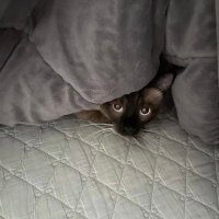 Swift (@swift441423) 's Twitter Profile