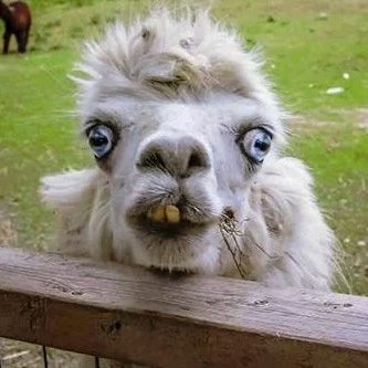 etherealcavalie's profile picture. Live with compassion and empathy. #SHIB #NonFungibleTokens