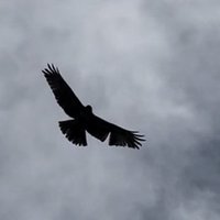 Granger Causality (@nopointestimate) 's Twitter Profile