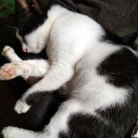 ENGK (@pickicioriza09) 's Twitter Profile