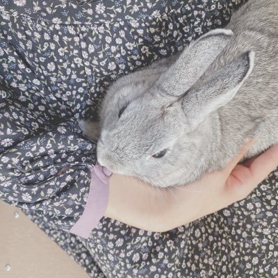 ミニうさぎ🐰2023.9上旬生♂(グレ丸)🐰2023.9下旬生♀(茶茶丸)飼ってます🥕ᕬ ᕬ⋆｡˚✩⟡.·🐼 𝙕𝙍-𝙑 𝙚:𝙃𝙀𝙑 𝙕 𝙥𝙡𝙖𝙩𝙞𝙣𝙪𝙢 𝙬𝙝𝙞𝙩𝙚12/23納車🚗💨𓂃🤍🖤♥️お気軽にフォローお願いします🙇‍♀️