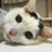 dreamcat_beblue