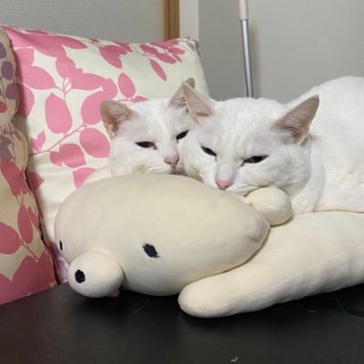 いわちゃん@いわポ🐈 (@18cha_n) / Posts / X