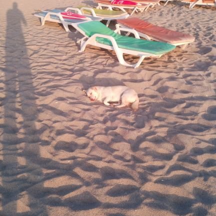 peratoxin's profile picture. Fener Sevdalısı 
#alikocdusmani