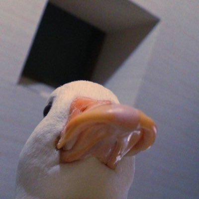 zahra_mmarlin's profile picture. UI/UX Designer • Founder, Studio Zahra