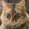 ISOUL22's profile picture. I stream Minecraft sometimes | Cat enthusiast | 21