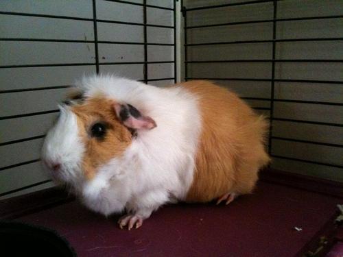 We rescue, relife and rehome guinea pigs. We bring in piggies that need to be rescued or just need to find the perfect loving forever home.