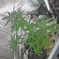 My Tiny Grow ♿ 🌱🪴 (@mytinygrow) 's Twitter Profile