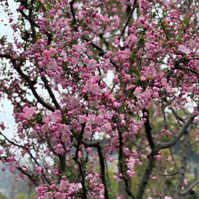 夫婦2人暮らし。中国語は你好と謝謝で生きてます。無言フォローごめんなさい🙇‍♀️座右の銘は『涙とともにパンを食べた者でなければ人生の味はわからない』お米も好きです🥺