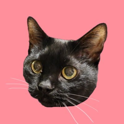 くろねここさんのプロフィール画像