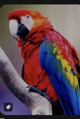 cunning_parrot Profile Picture