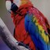 Cunning Parrot (@cunning_parrot) Twitter profile photo