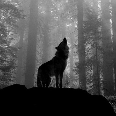23 y/o
hi there, it's me again. have a nice day you beautiful human. 🖤🇵🇷 ❣️❣️ Dess🐺, Au