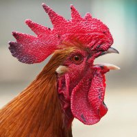 Kurakasis (@kurakasis) 's Twitter Profile