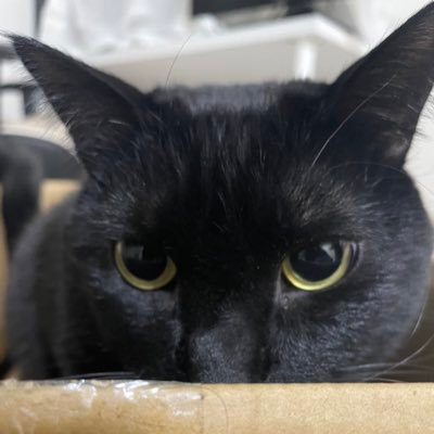 xxxgoshoxxx's profile picture. 妻と娘と黒猫 旅行 温泉 グルメ 札幌 競馬 日ハム