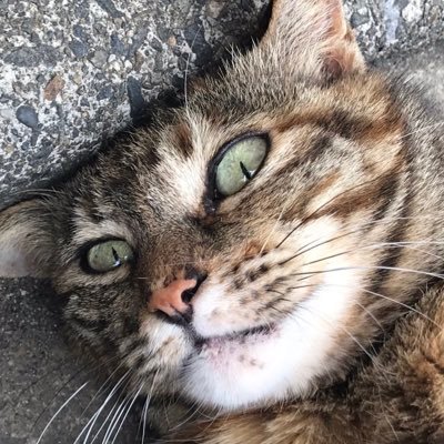 ねこです 石沼に生きてる キラキラしたものが好きなだけなので詳しくはないです 雑多に呟きます フォロリムはお気軽にどうぞ