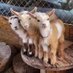 Goat lover club (@Goatloverc41334) Twitter profile photo