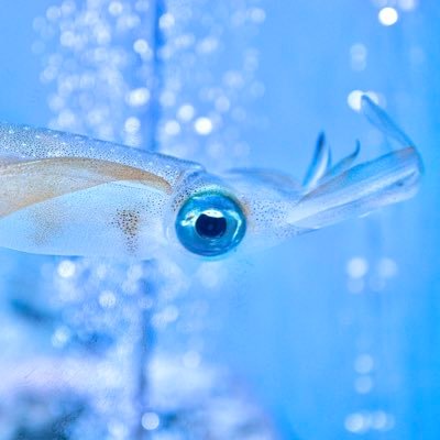 写真を撮っています ❅꙳ః水族館・たまにスナップやポートレート 📷α7iii＆X100V https://t.co/H4z4s20EFX 日本いか連合 いかアンバサダー🦑 #1日1イカ 専門的なことは期待しないでね